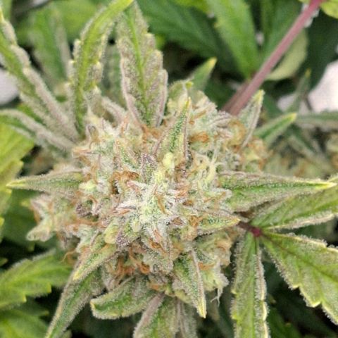 Epsilon growlog timeline photo
