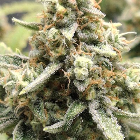 Epsilon growlog timeline photo