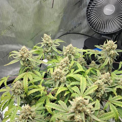 Epsilon growlog timeline photo