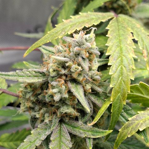 Epsilon growlog timeline photo