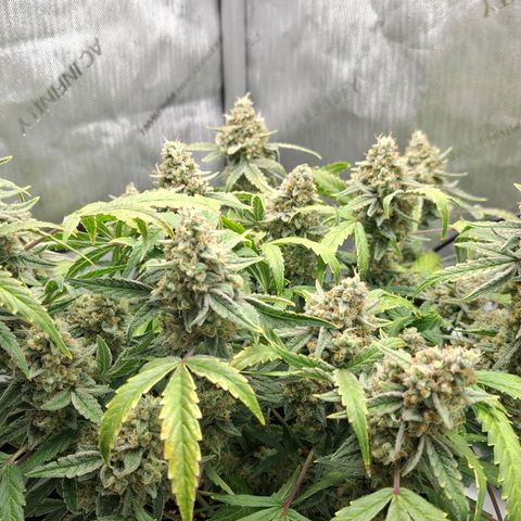 Epsilon growlog timeline photo