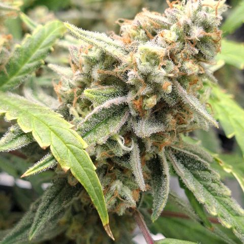 Epsilon growlog timeline photo
