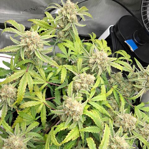 Epsilon growlog timeline photo