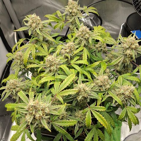 Epsilon growlog timeline photo