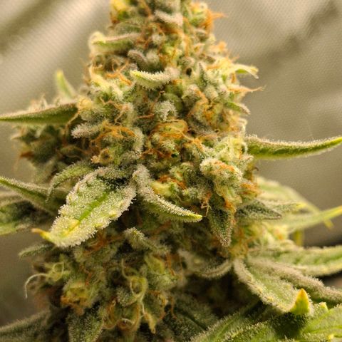 Epsilon growlog timeline photo