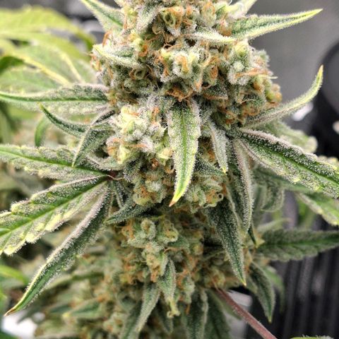 Epsilon growlog timeline photo