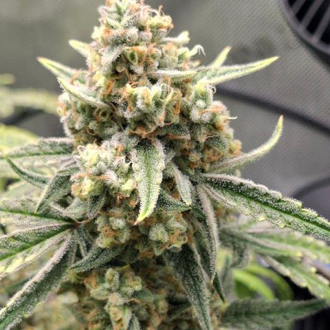 Epsilon growlog timeline photo