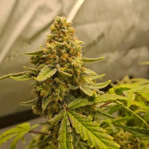 Epsilon growlog timeline photo