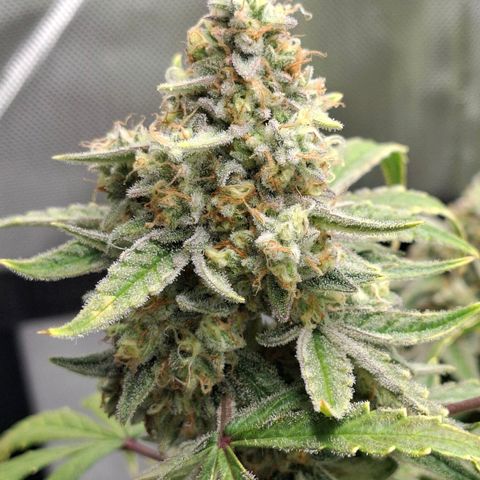 Epsilon growlog timeline photo