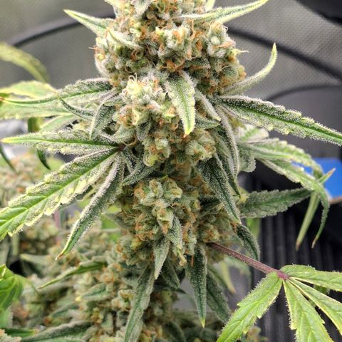 Epsilon growlog timeline photo