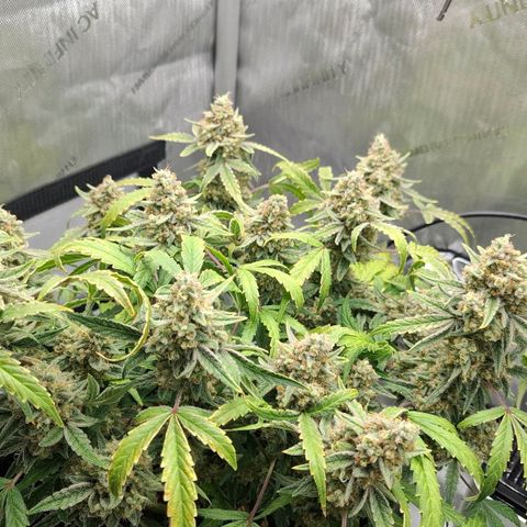 Epsilon growlog timeline photo