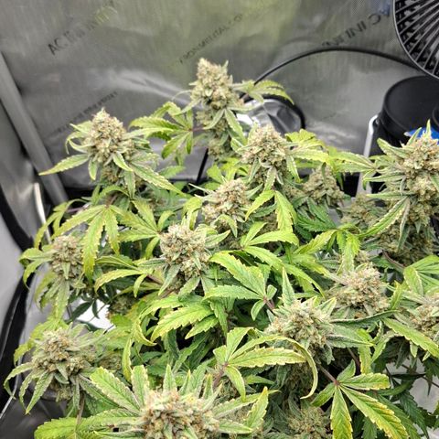 Epsilon growlog timeline photo