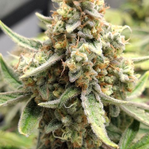 Epsilon growlog timeline photo