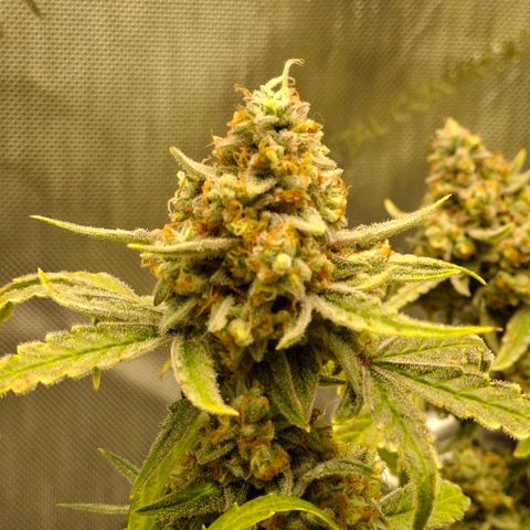 Epsilon growlog timeline photo