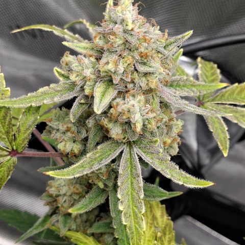 Epsilon growlog timeline photo