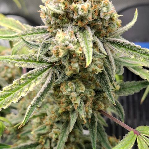 Epsilon growlog timeline photo