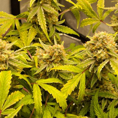 Epsilon growlog timeline photo