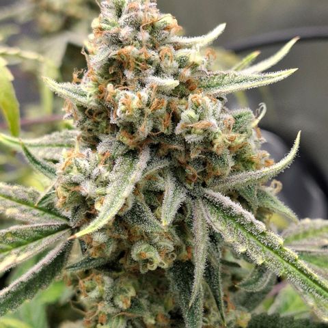 Epsilon growlog timeline photo