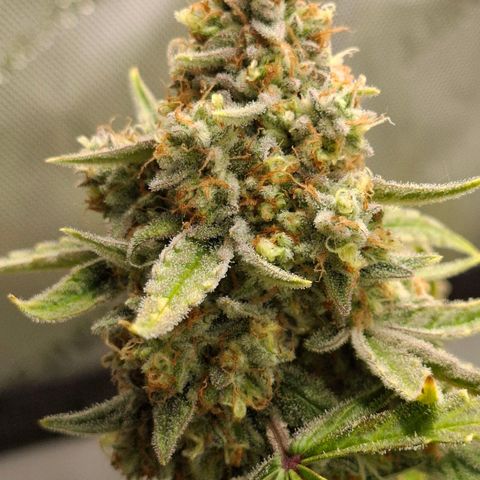 Epsilon growlog timeline photo
