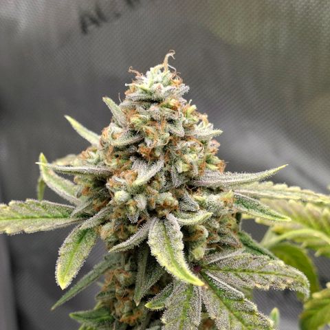 Epsilon growlog timeline photo