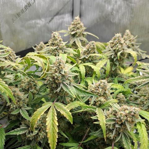 Epsilon growlog timeline photo