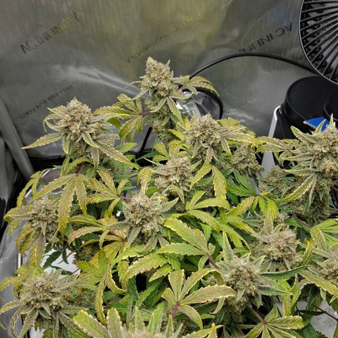 Epsilon growlog timeline photo