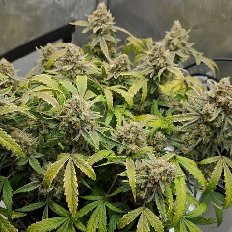 Epsilon growlog timeline photo