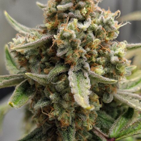 Epsilon growlog timeline photo