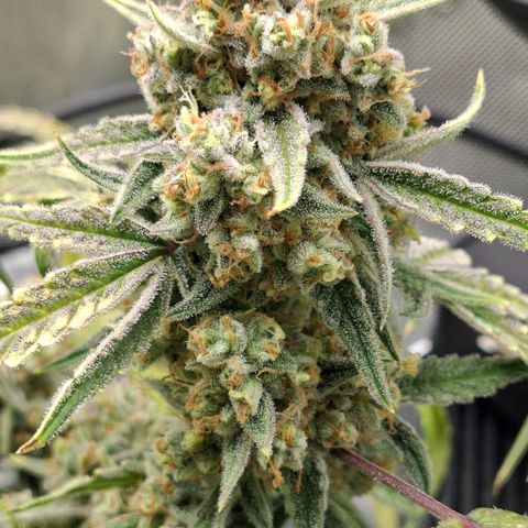 Epsilon growlog timeline photo