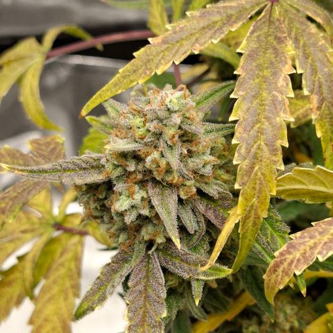 Epsilon growlog timeline photo