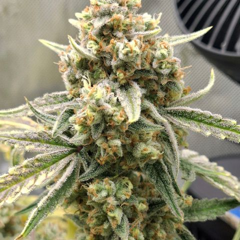 Epsilon growlog timeline photo