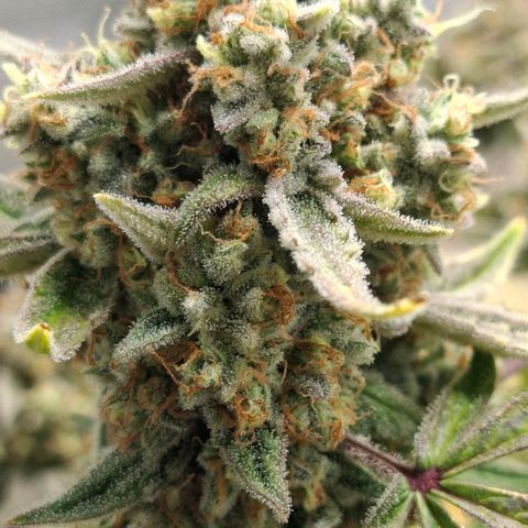 Epsilon growlog timeline photo