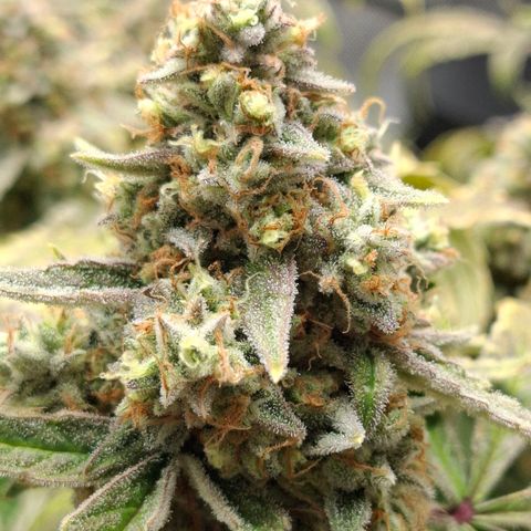 Epsilon growlog timeline photo