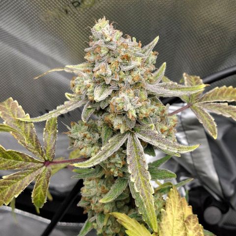 Epsilon growlog timeline photo