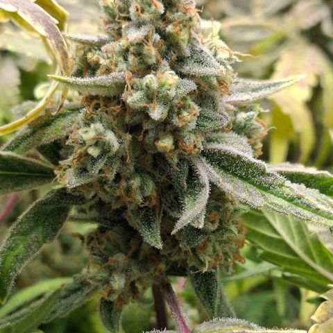 Epsilon growlog timeline photo
