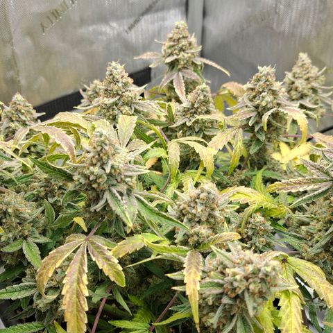 Epsilon growlog timeline photo