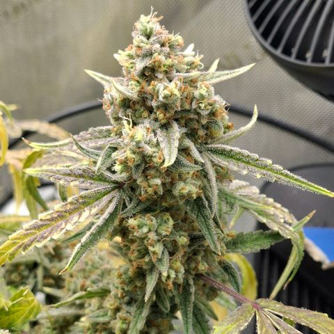Epsilon growlog timeline photo