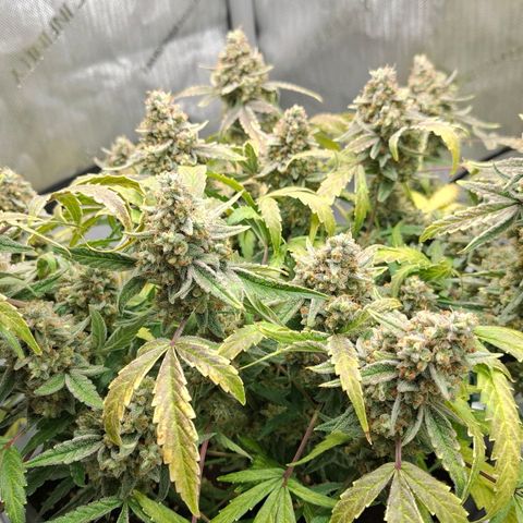 Epsilon growlog timeline photo