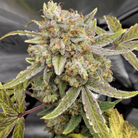 Epsilon growlog timeline photo