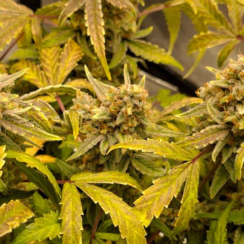 Epsilon growlog timeline photo