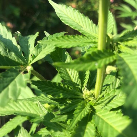 Gas Basket #1 (STS) growlog photo