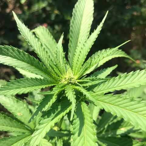 Gas Basket #1 (STS) growlog photo