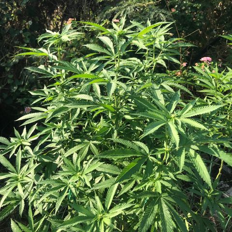 Gas Basket #1 (STS) growlog photo