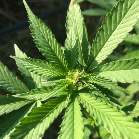 Gas Basket #1 (STS) growlog photo