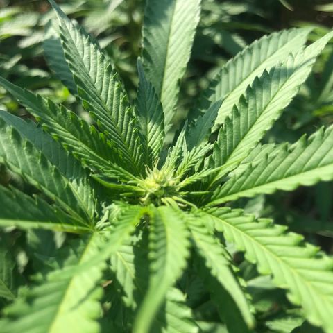 Gas Basket #1 (STS) growlog timeline photo