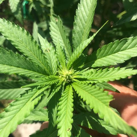 Gas Basket #1 (STS) growlog timeline photo