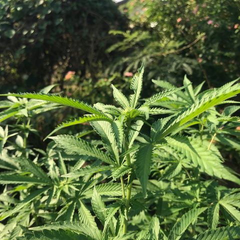 Gas Basket #1 (STS) growlog timeline photo