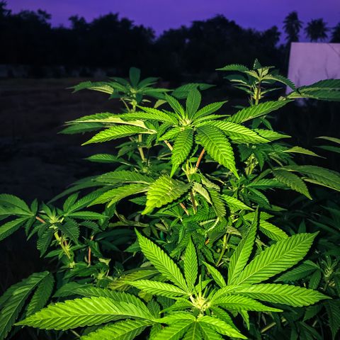 Banana Basket (AP&BNN x GBK #1) growlog timeline photo