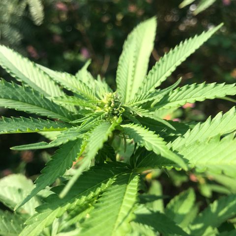 Gas Basket #1 (STS) growlog timeline photo