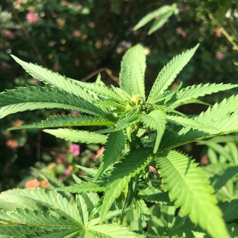 Gas Basket #1 (STS) growlog timeline photo